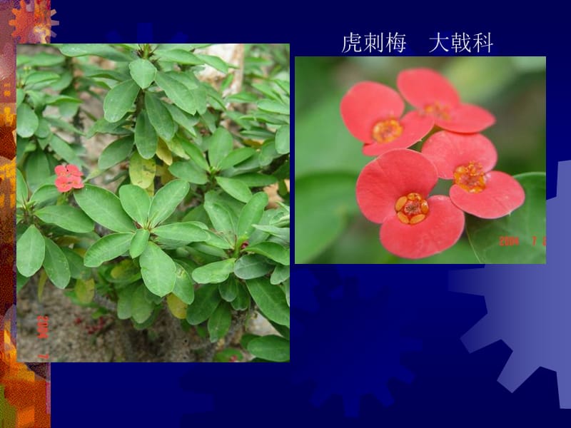 室内常见观花植物.ppt_第2页