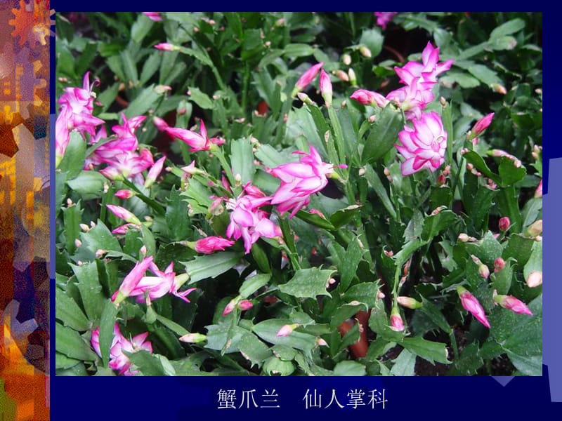 室内常见观花植物.ppt_第3页