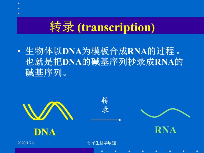 分子生物学原理-RNA的生物合成.ppt_第2页