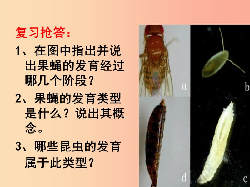 2019年八年级生物上册4.2.1昆虫的生殖和发育课件2新版济南版.ppt_第1页