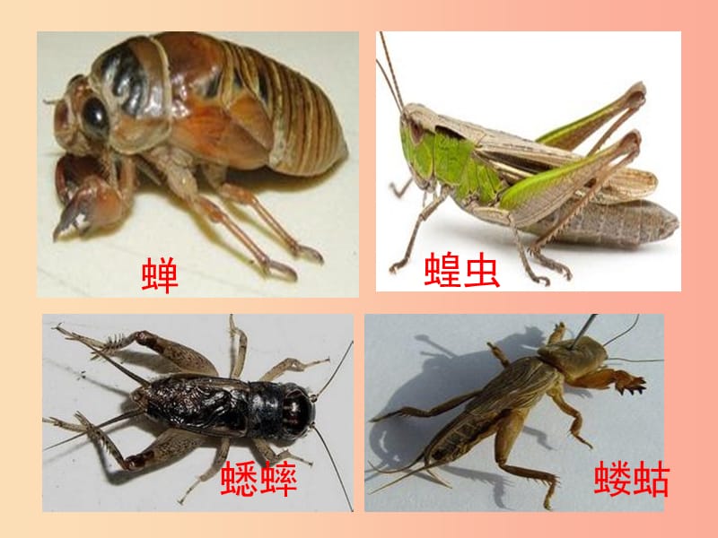 2019年八年级生物上册4.2.1昆虫的生殖和发育课件2新版济南版.ppt_第2页