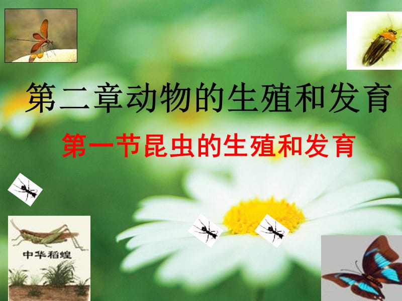 2019年八年级生物上册4.2.1昆虫的生殖和发育课件2新版济南版.ppt_第3页