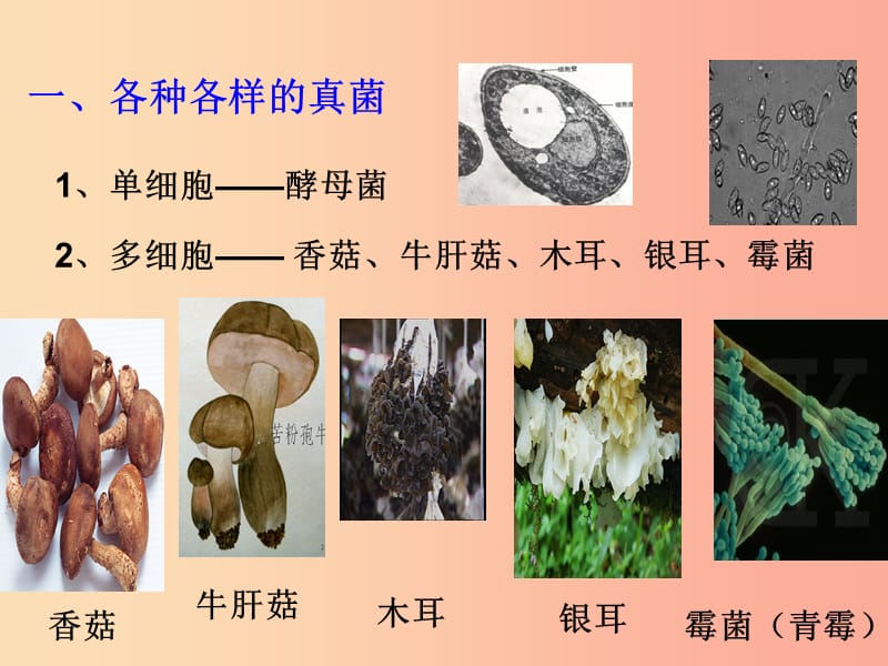 八年级生物上册第五单元第四章第三节真菌课件1 新人教版.ppt_第2页