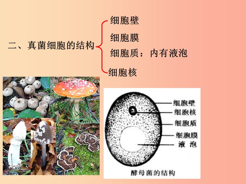 八年级生物上册第五单元第四章第三节真菌课件1 新人教版.ppt_第3页