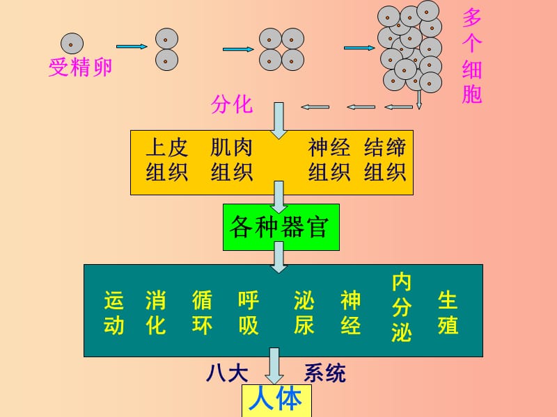 陕西省七年级生物上册 2.2.3植物体的结构层次课件 新人教版.ppt_第3页