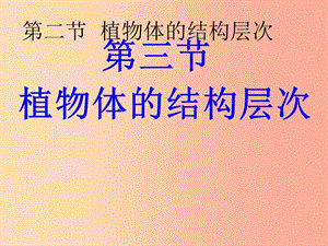 陜西省七年級生物上冊 2.2.3植物體的結(jié)構(gòu)層次課件 新人教版.ppt