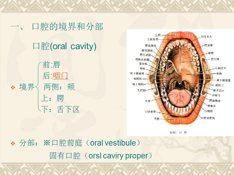 口腔颌面颈部局部解剖.ppt_第3页