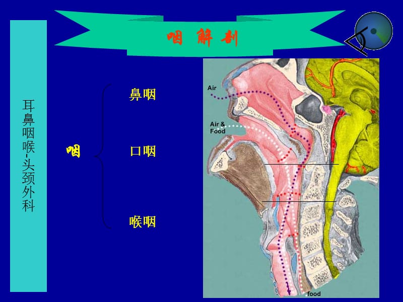 咽解剖咽炎扁桃体炎.ppt_第2页