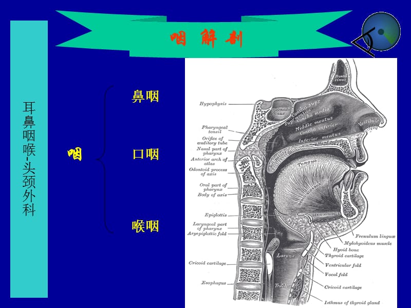 咽解剖咽炎扁桃体炎.ppt_第3页