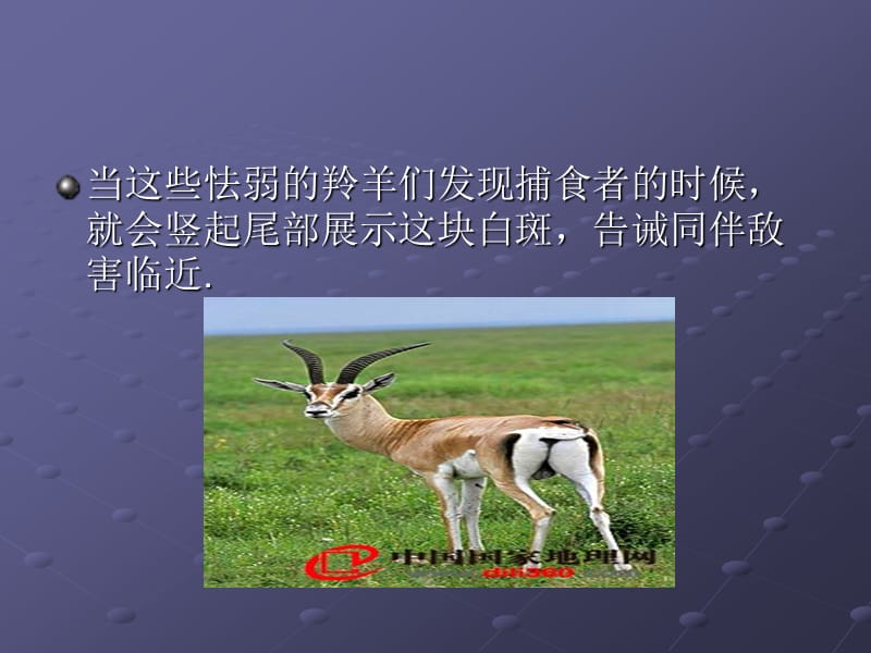 假如你能听懂动物的话.ppt_第3页