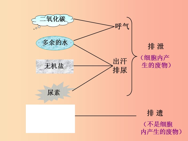 七年级生物下册 4.5人体内废物的排出课件1 新人教版.ppt_第3页