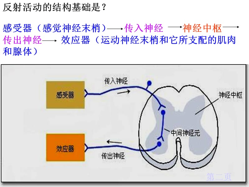 反射活动的结构基础是.ppt_第1页