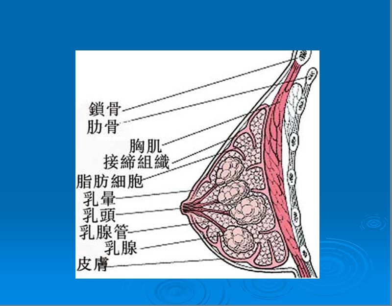 乳房肿块防治知识.ppt_第2页