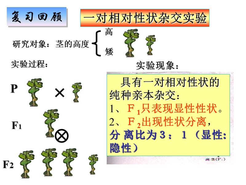 基因的自由组合定律第二节.ppt_第2页