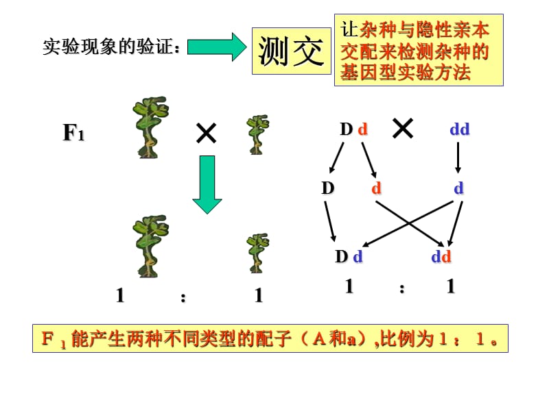 基因的自由组合定律第二节.ppt_第3页