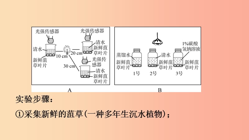 山东省2019年中考生物总复习 第三单元 生物圈中的绿色植物 第四章 第五章 第六章课件.ppt_第3页