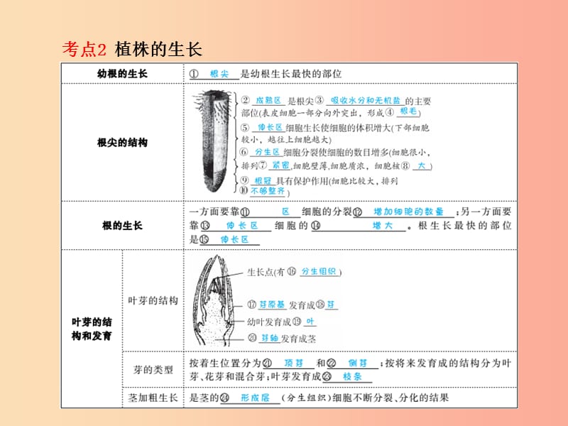 （聊城专版）2019年中考生物 第一部分 系统复习 成绩基石 第三单元 第2章 被子植物的一生 课件.ppt_第3页