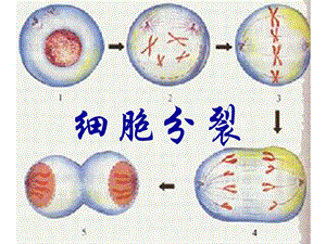 初一生物《細(xì)胞分裂產(chǎn)生新細(xì)胞》.ppt