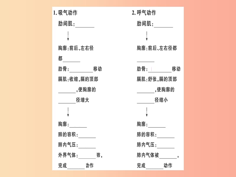 2019七年级生物下册 第四单元 第三章 第二节 发生在肺内的气体交换习题课件 新人教版.ppt_第2页