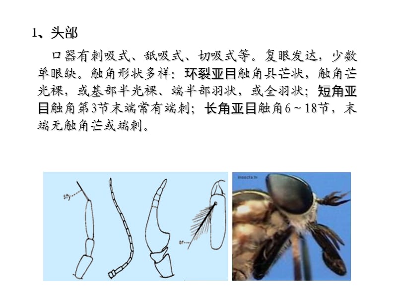 双翅目重要的医学昆虫双翅目.ppt_第3页