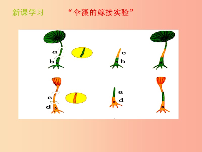 山东省八年级生物上册 4.4.1《遗传的物质基础》课件（新版）济南版.ppt_第3页