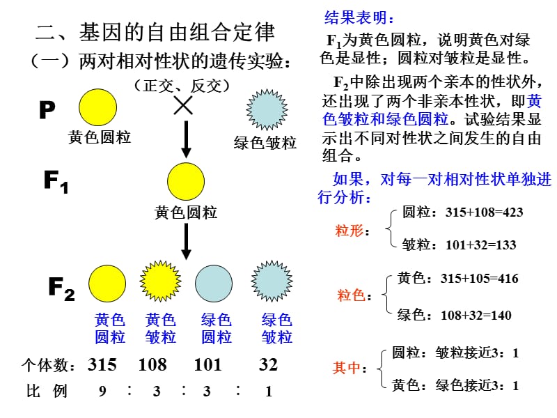 基因的自由组合定律yong.ppt_第3页