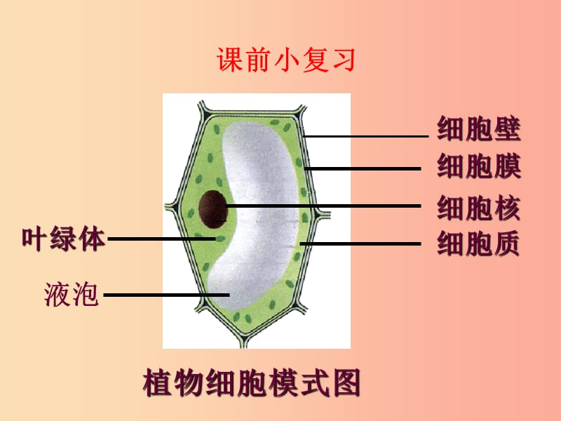 辽宁省凌海市2019年七年级生物上册2.1.4细胞的生活课件 新人教版.ppt_第2页