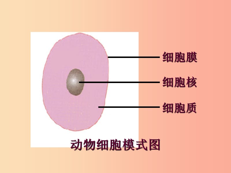 辽宁省凌海市2019年七年级生物上册2.1.4细胞的生活课件 新人教版.ppt_第3页