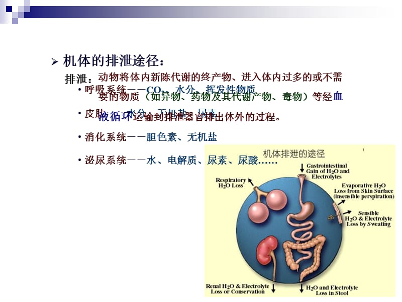 动物生理学泌尿(修改).ppt_第1页