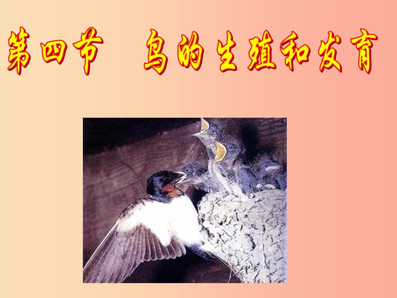 吉林省通化市八年级生物下册 7.1.4鸟的生殖和发育课件 新人教版.ppt_第2页