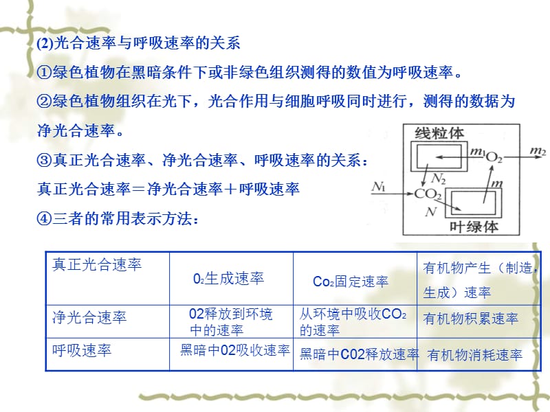 光合作用与呼吸作用的关系.ppt_第3页