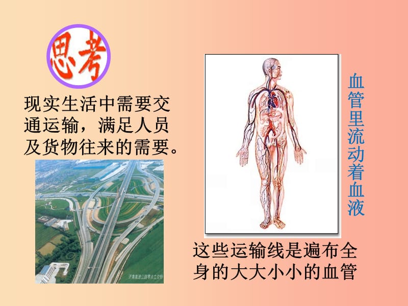 山东省安丘市七年级生物下册3.3.1物质运输的载体课件新版济南版.ppt_第2页