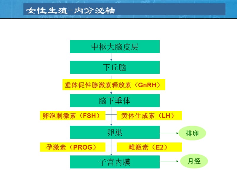 妇科性激素检查(带教).ppt_第3页