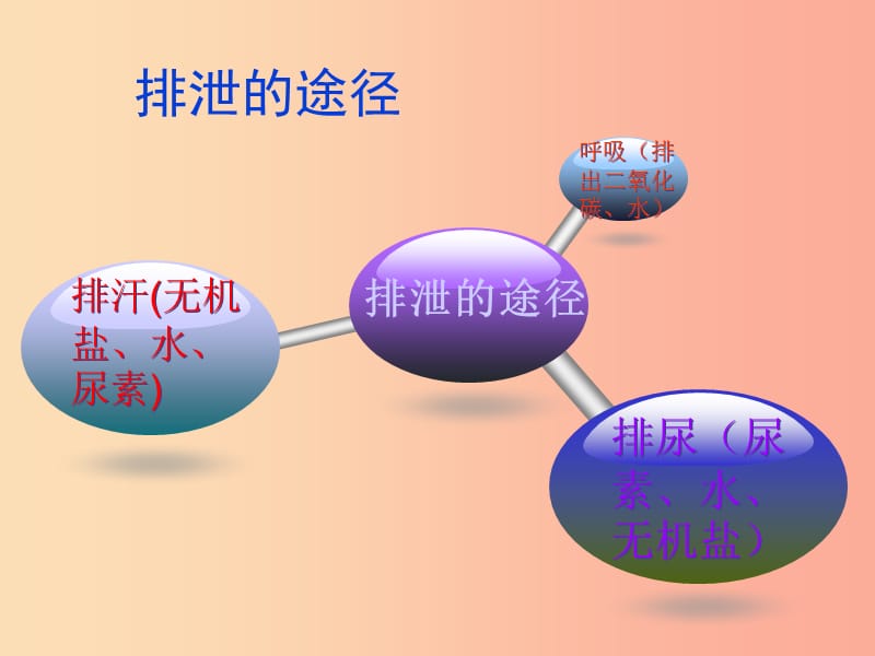 山东省安丘市七年级生物下册3.4.1尿液的形成和排出课件新版济南版.ppt_第3页