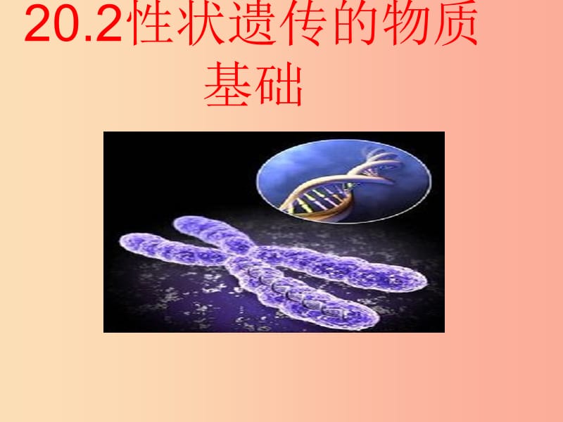 八年級生物上冊 20.2《性狀遺傳的物質(zhì)基礎(chǔ)》課件1 （新版）北師大版.ppt_第1頁