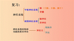 廣東省河源市七年級生物下冊 4.6.3 神經(jīng)調(diào)節(jié)的基本方式課件 新人教版.ppt