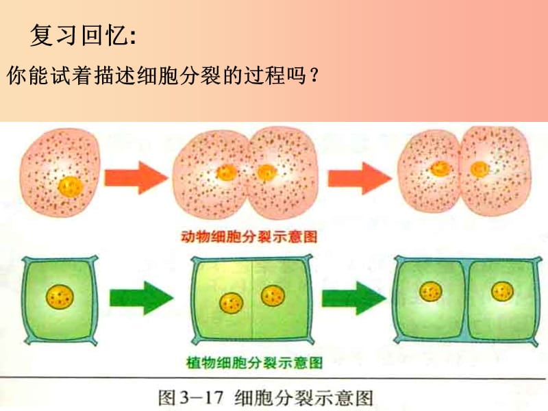 七年級生物上冊 2.4.1《細(xì)胞分化形成組織》課件1 （新版）北師大版.ppt_第1頁