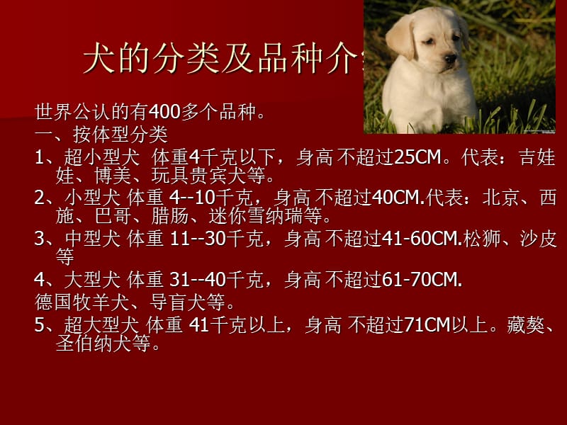 宠物犬的分类和品种介绍.ppt_第1页