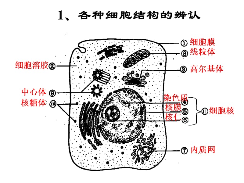 分子与细胞会考复习一.ppt_第3页