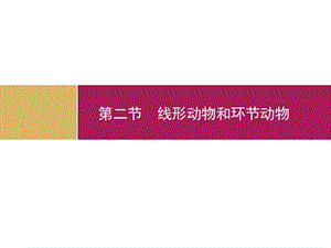 優(yōu)秀教案(課時)-《線形動物和環(huán)節(jié)動物》課件.ppt