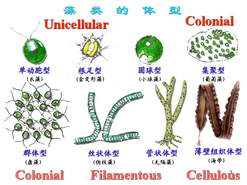 藻类植物ppt课件_第3页