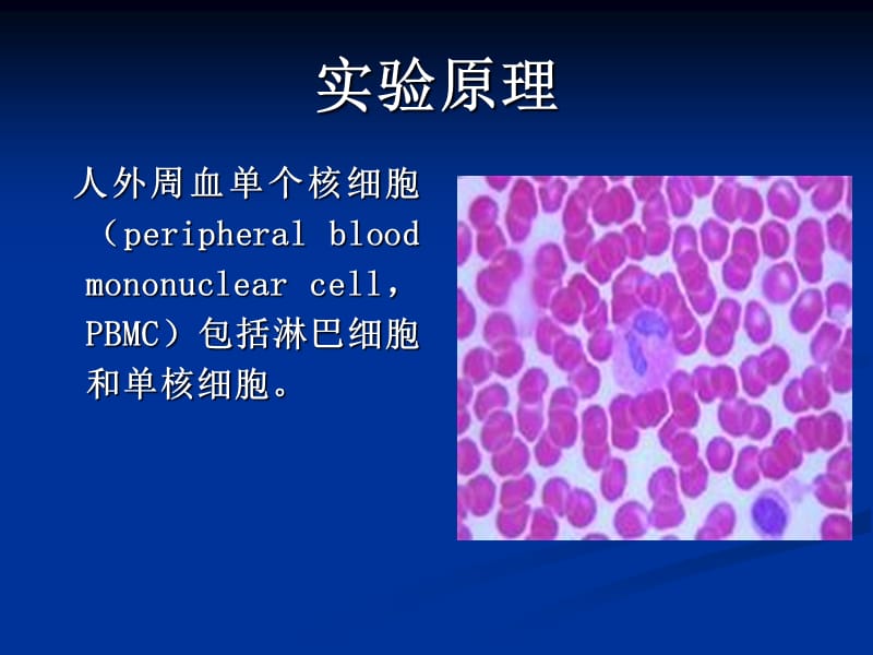 实验三外周血单个核细胞分离.ppt_第3页