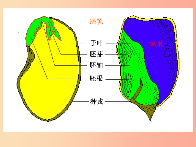 陕西省七年级生物上册 3.1.2 种子植物课件 新人教版.ppt_第2页