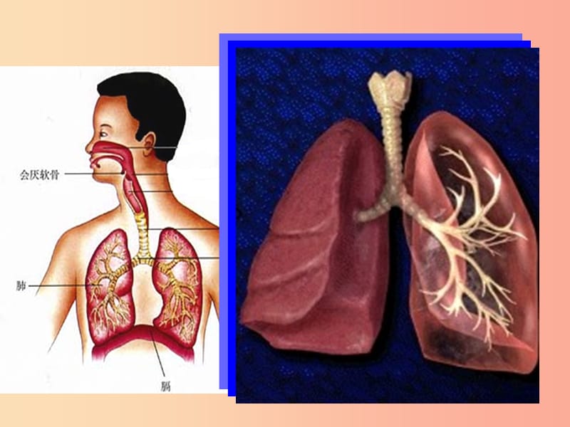 七年级生物下册 第四单元 第三章 第二节 发生在肺内的气体交换课件 新人教版.ppt_第3页