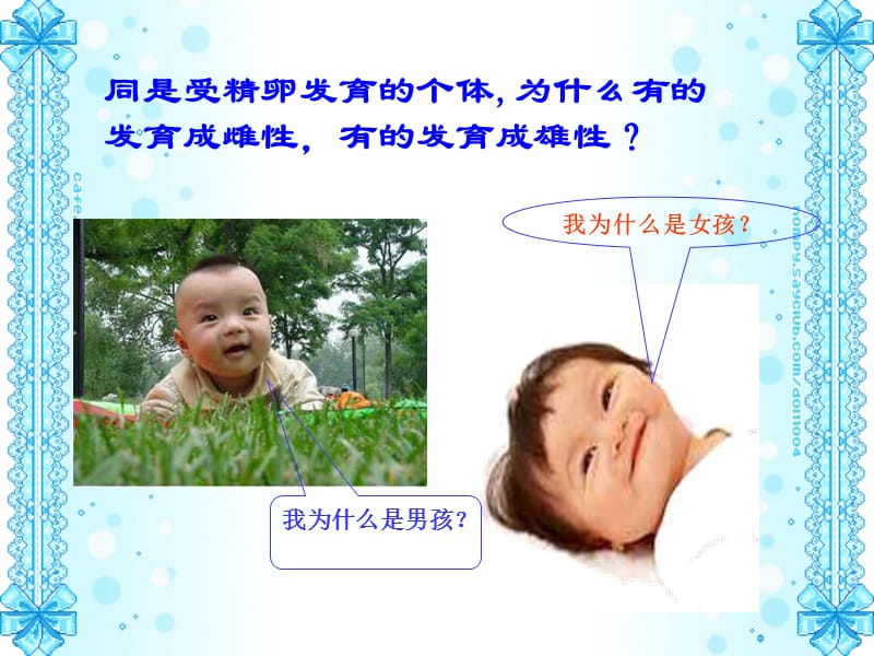 人的性别遗传朱云清.ppt_第2页