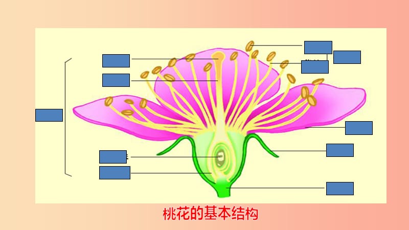 八年级生物上册 7.19.1植物的生殖课件 （新版）苏科版.ppt_第3页