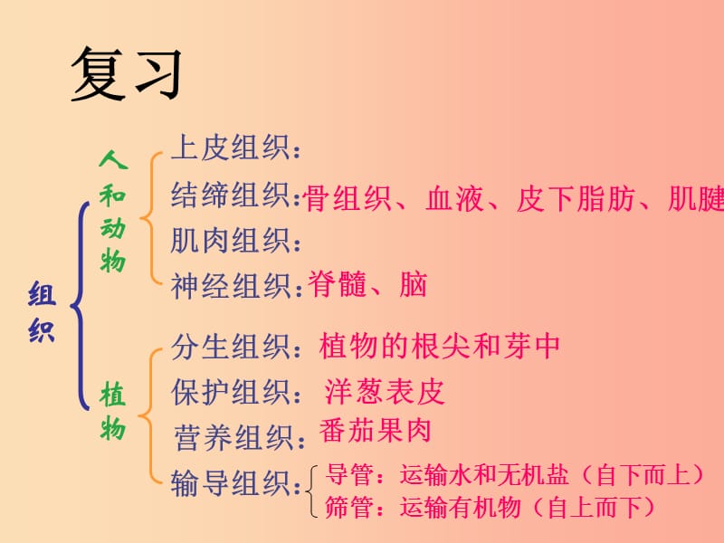 七年级生物上册 2.4.2《生物体的器官、系统》课件2 （新版）北师大版.ppt_第1页