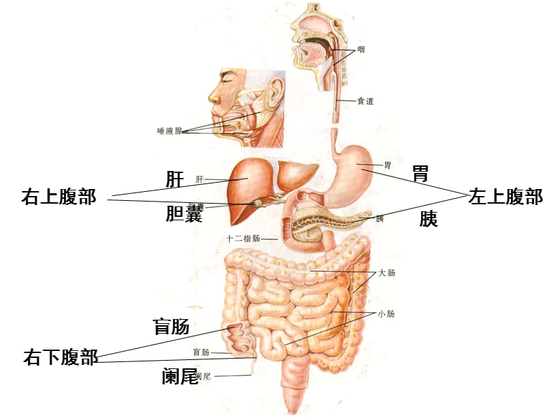 儿童消化系统的结构功能及发育.ppt_第2页