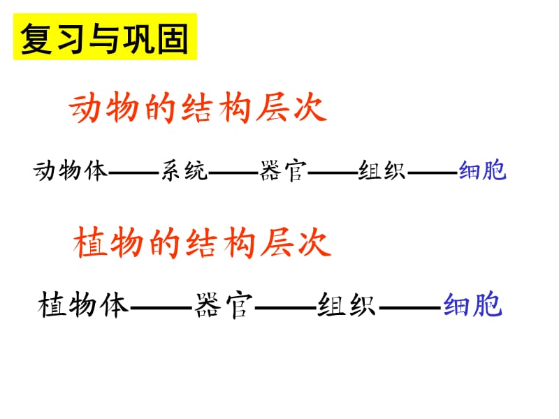 动物的结构层次只有一个细胞的生物体.ppt_第1页