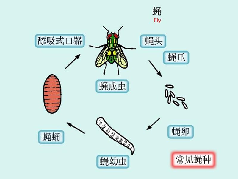 人体寄生虫学课件医学节肢动物.ppt_第3页